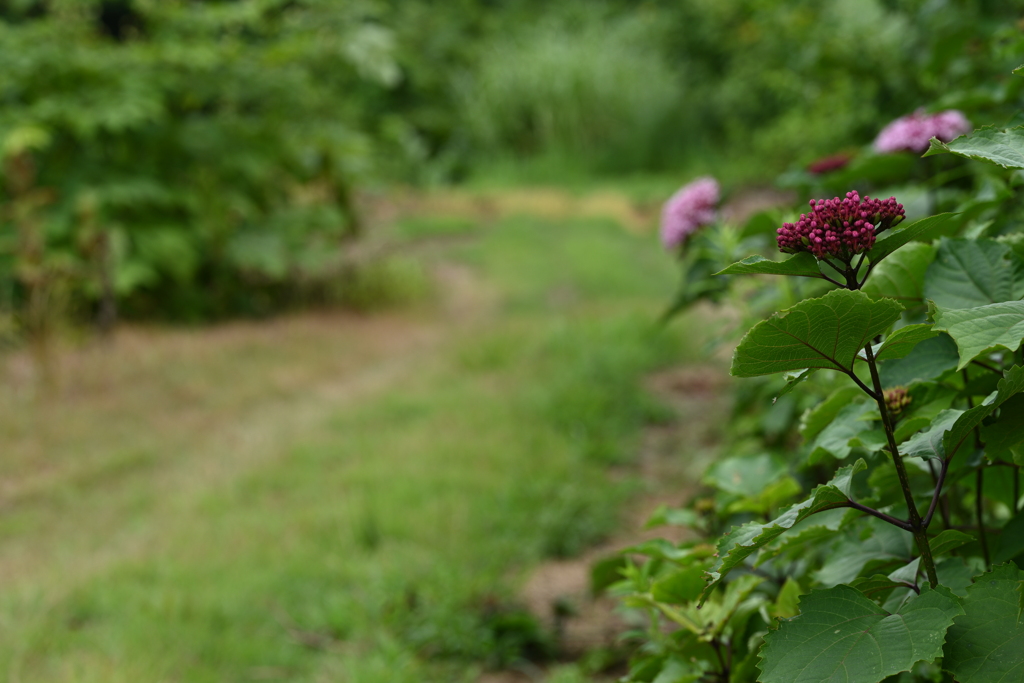 農道の花