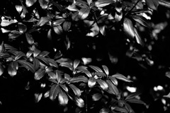 metal leaf