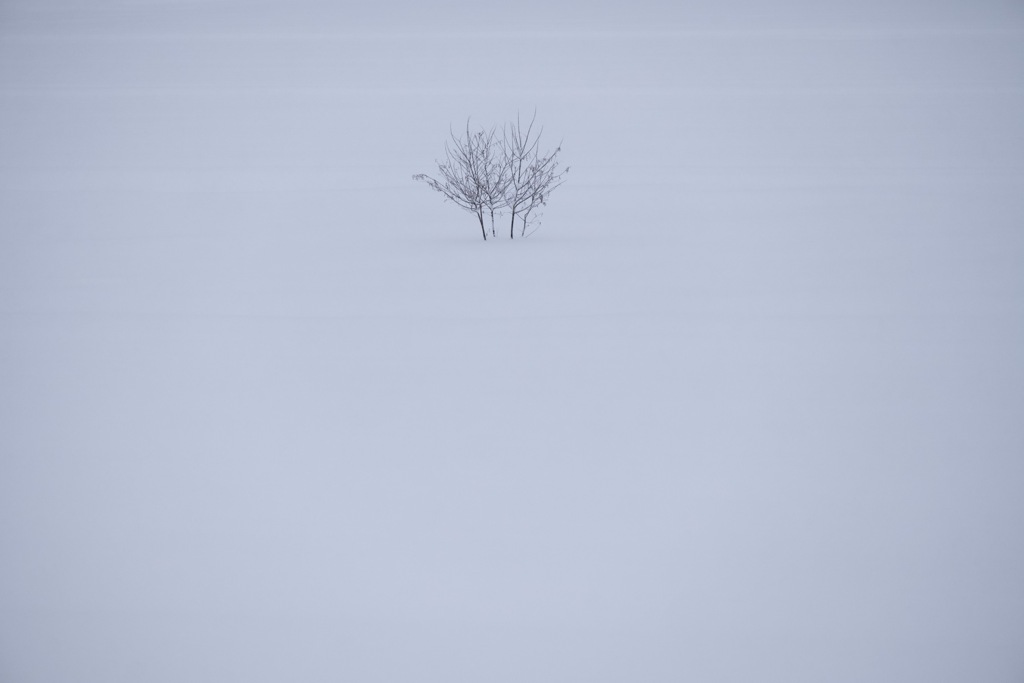 雪原