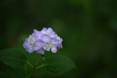 雨に濡れて..