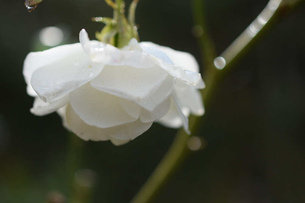 薔薇×秋雨