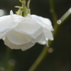 薔薇×秋雨