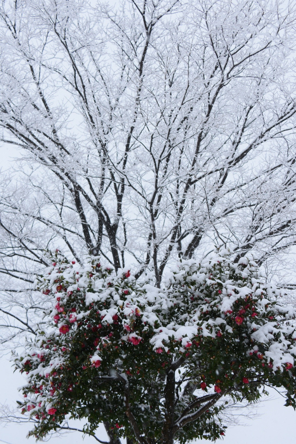 花束