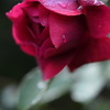 薔薇×秋雨