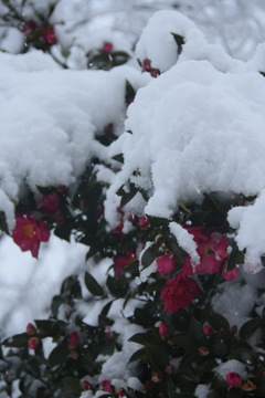 重い雪