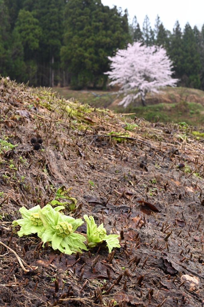 里山