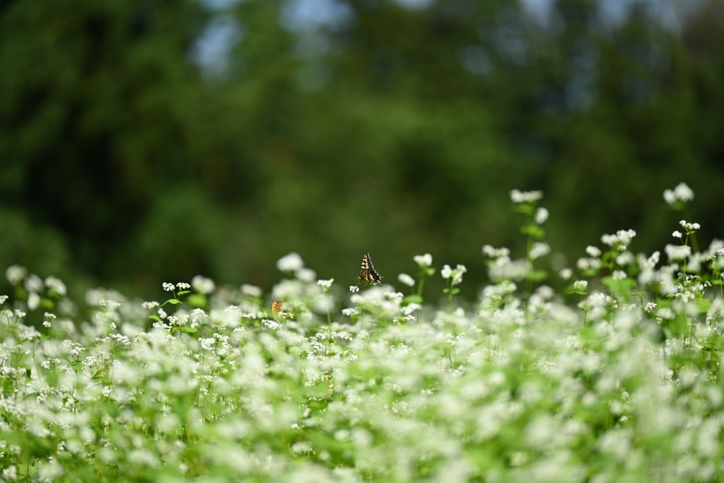 そばの花咲く①