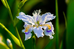 シャガの花
