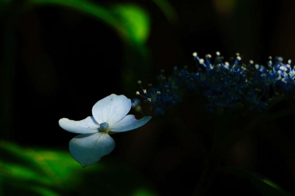 紫陽花