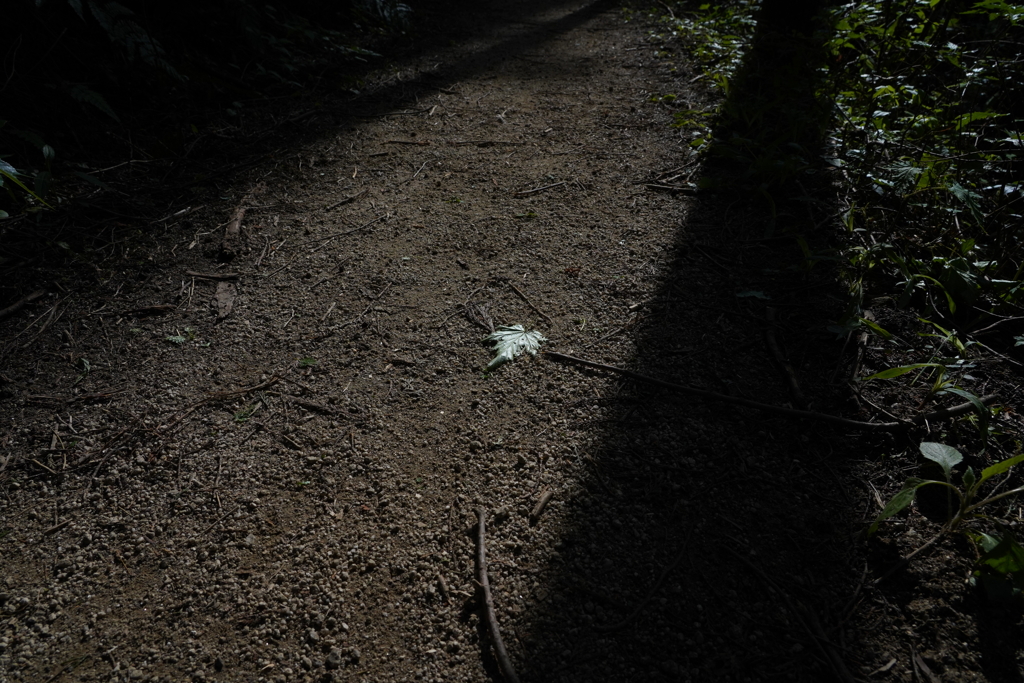 山の帰り路