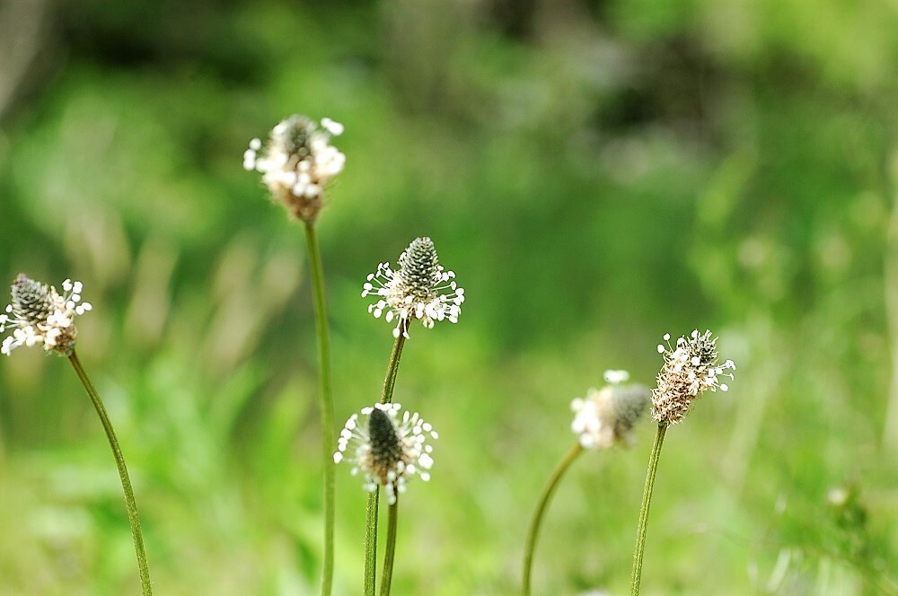 野の花