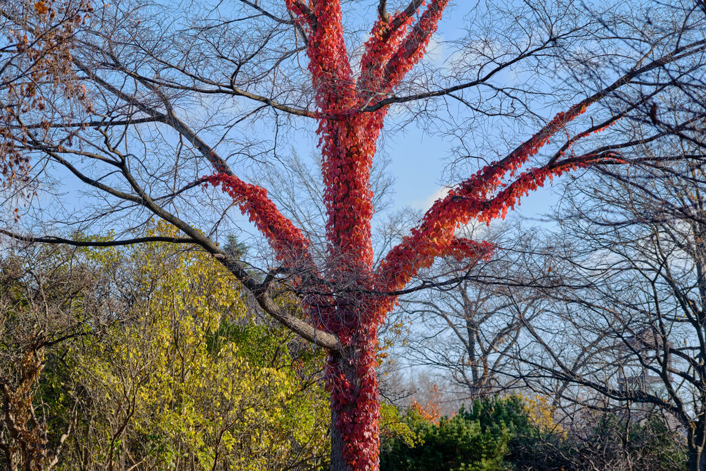 Red Ghost