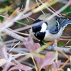 シジュウカラ