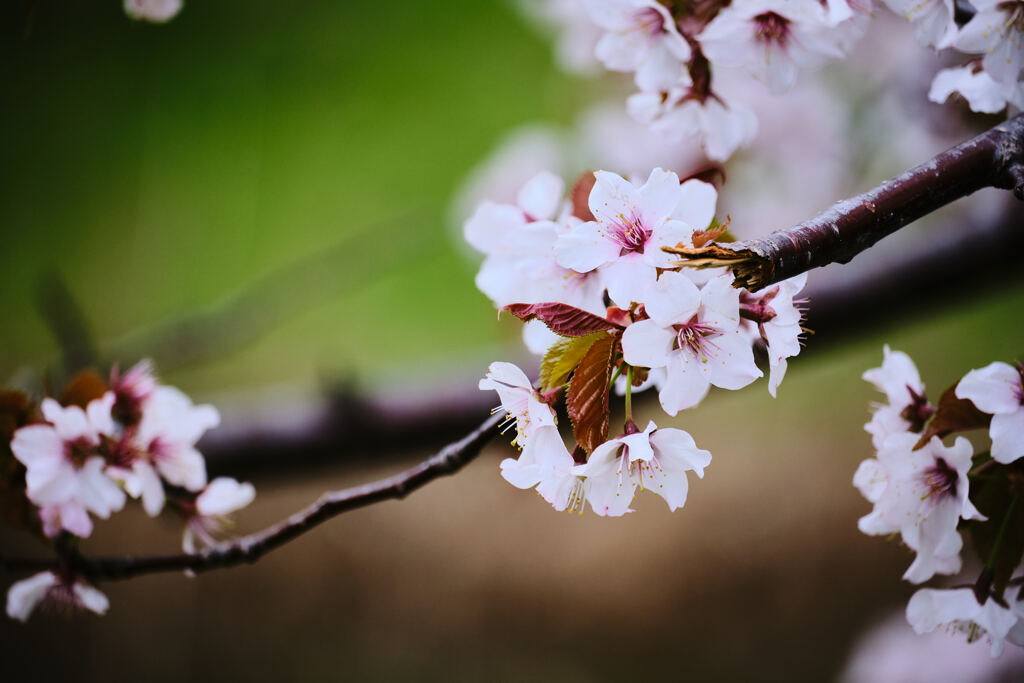 千島桜１