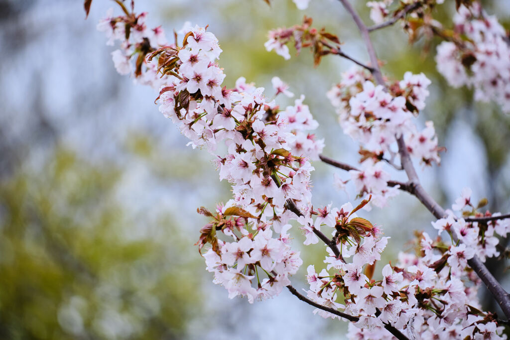 千島桜２