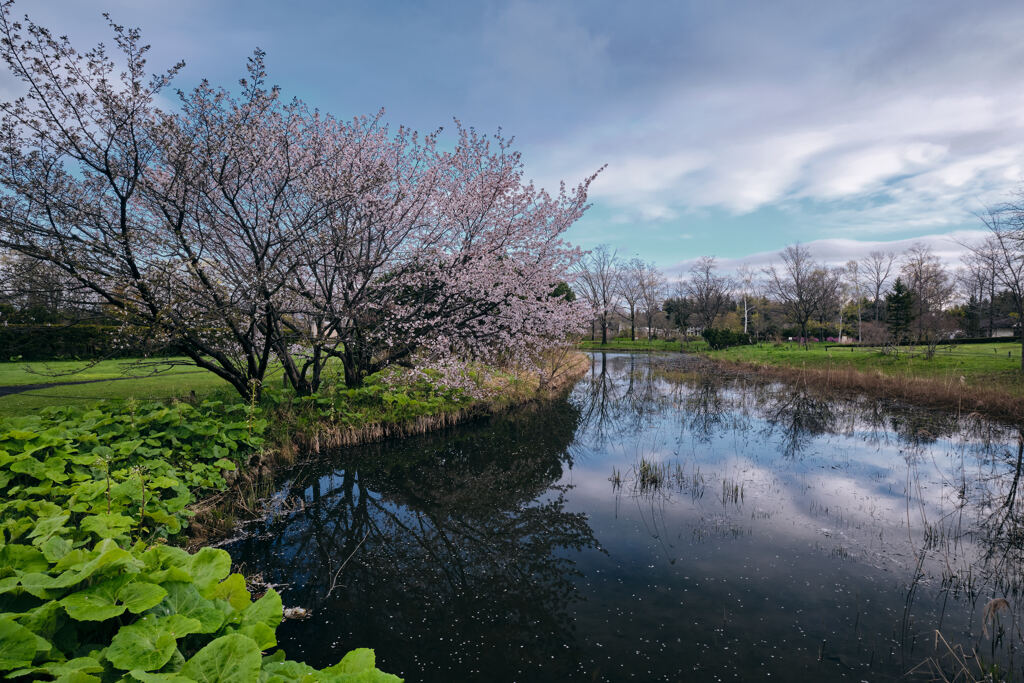 千島桜３