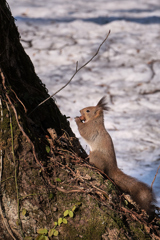 エゾリスの朝食２