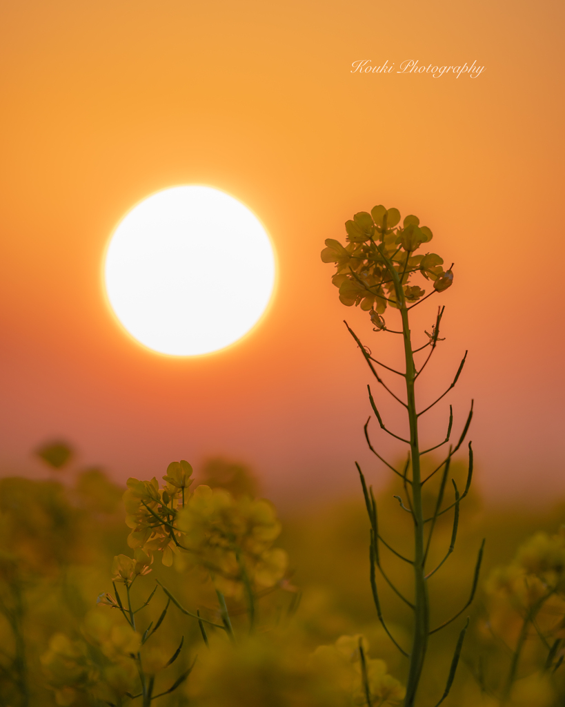 夕日に照らされて