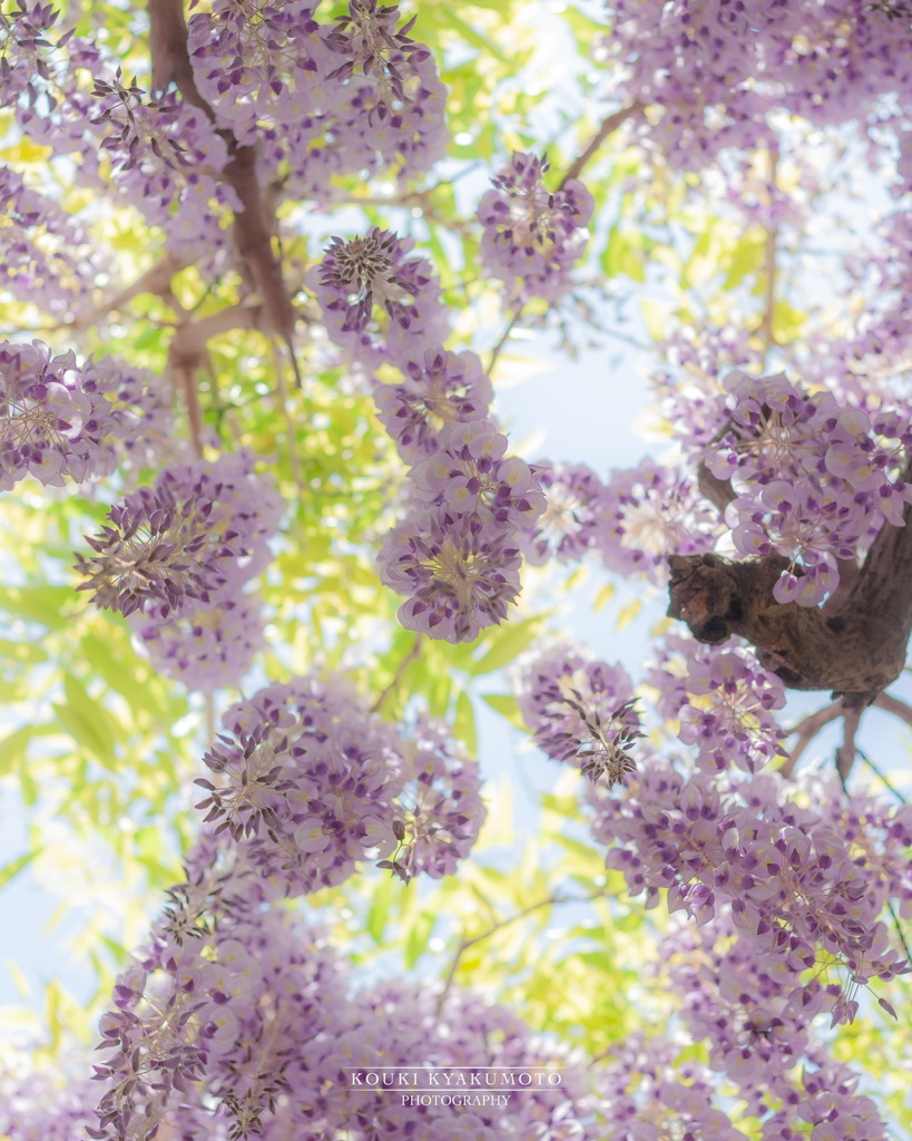 降り注ぐ藤の花