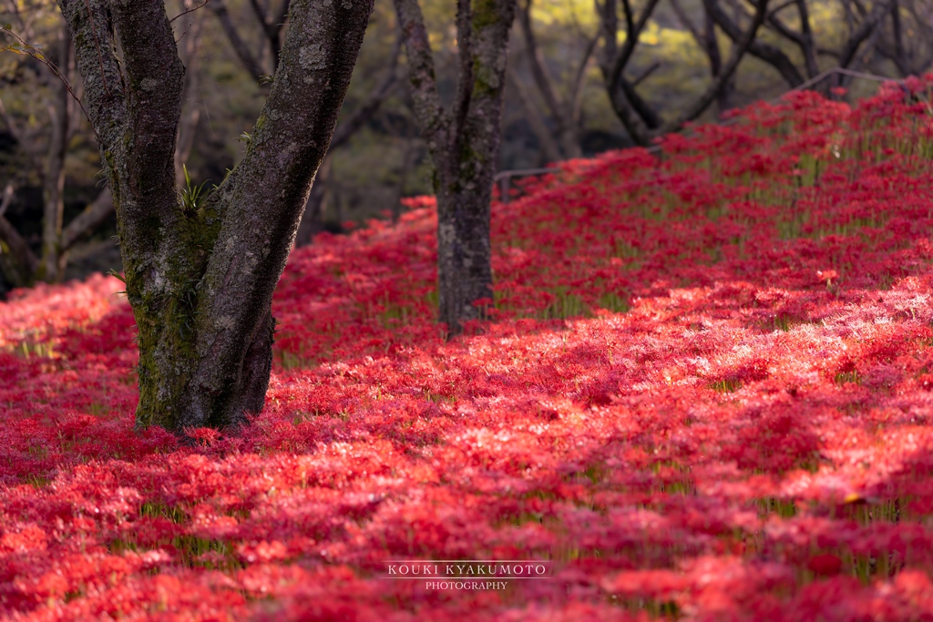 彼岸花の絨毯