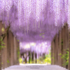 藤の花のトンネル