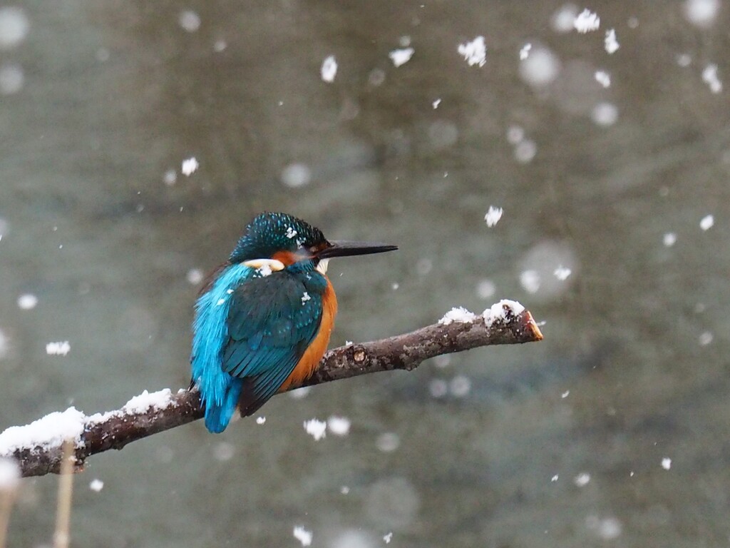 小雪舞う中