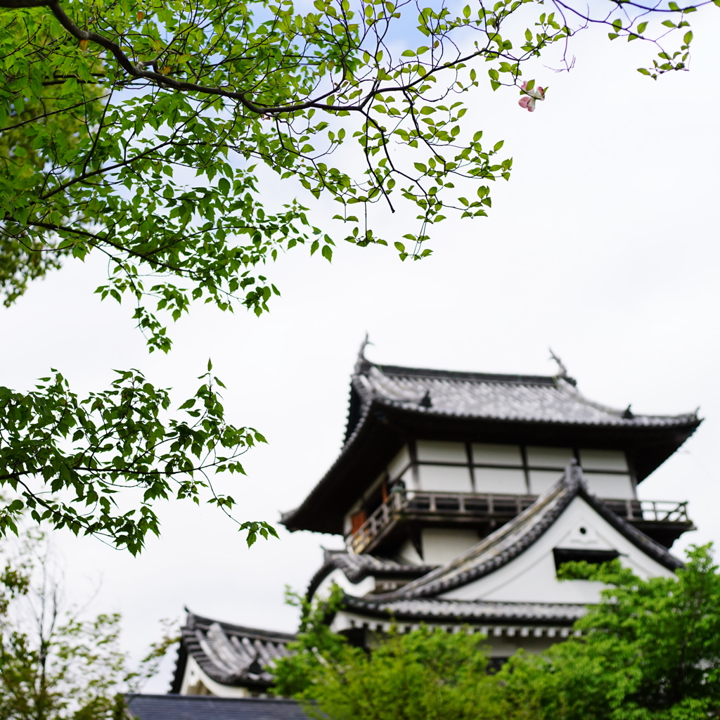犬山城の若葉