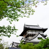 犬山城の若葉