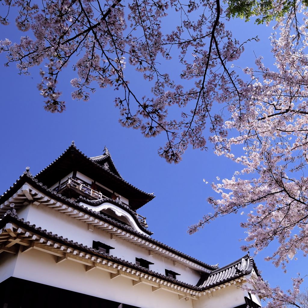 日本最古の天守と桜(1)
