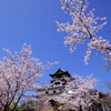 日本最古の天守と桜(2)
