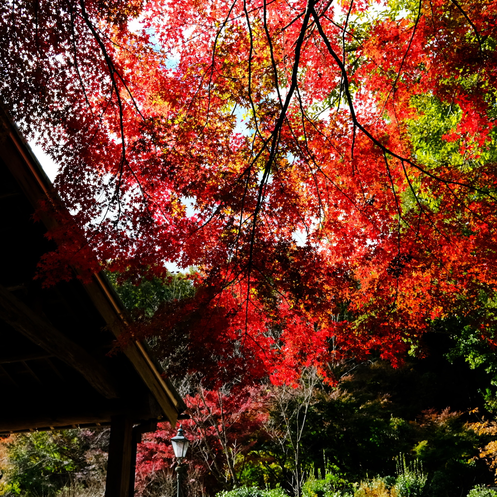 紅葉の始まり