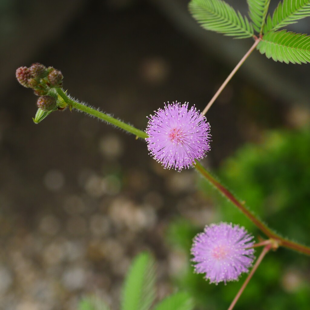 P1030939 (2)
