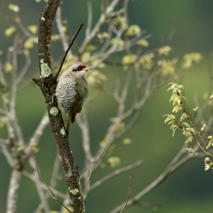 アオゲラ　雨上がりの里山にて