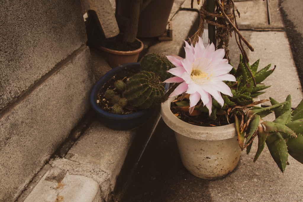 気が付いたら花が咲いてたサボテン