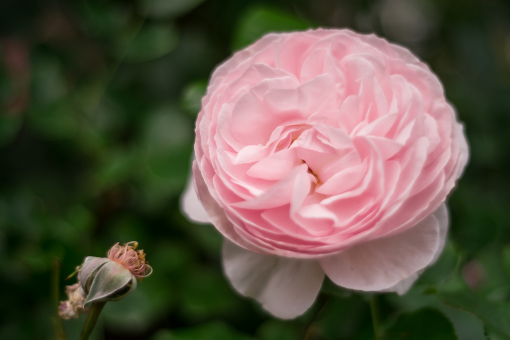 薔薇