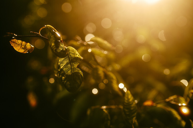 夕日に輝く落ち葉　阿武孝雄