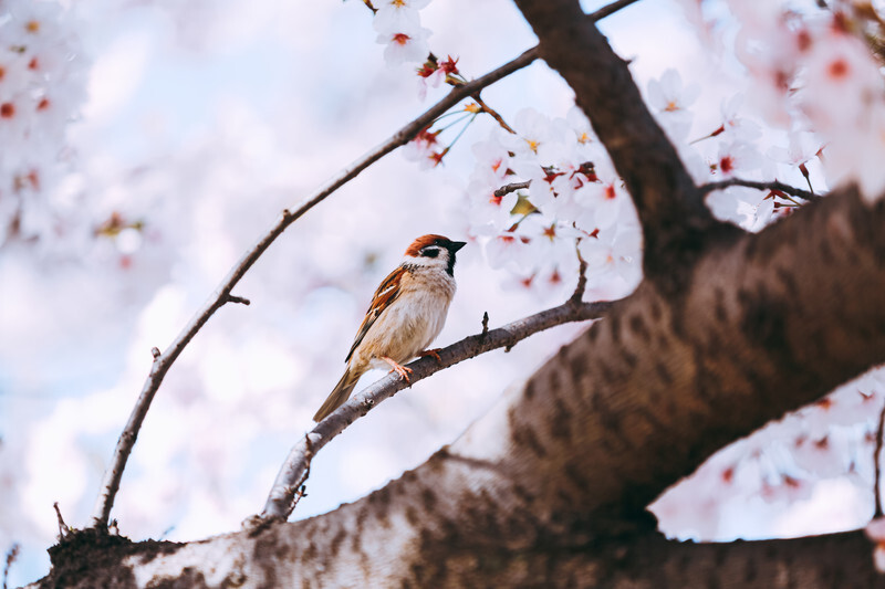 スズメのお花見　阿武孝雄