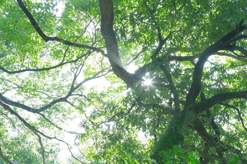 新緑　阿武孝雄