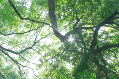 新緑　阿武孝雄