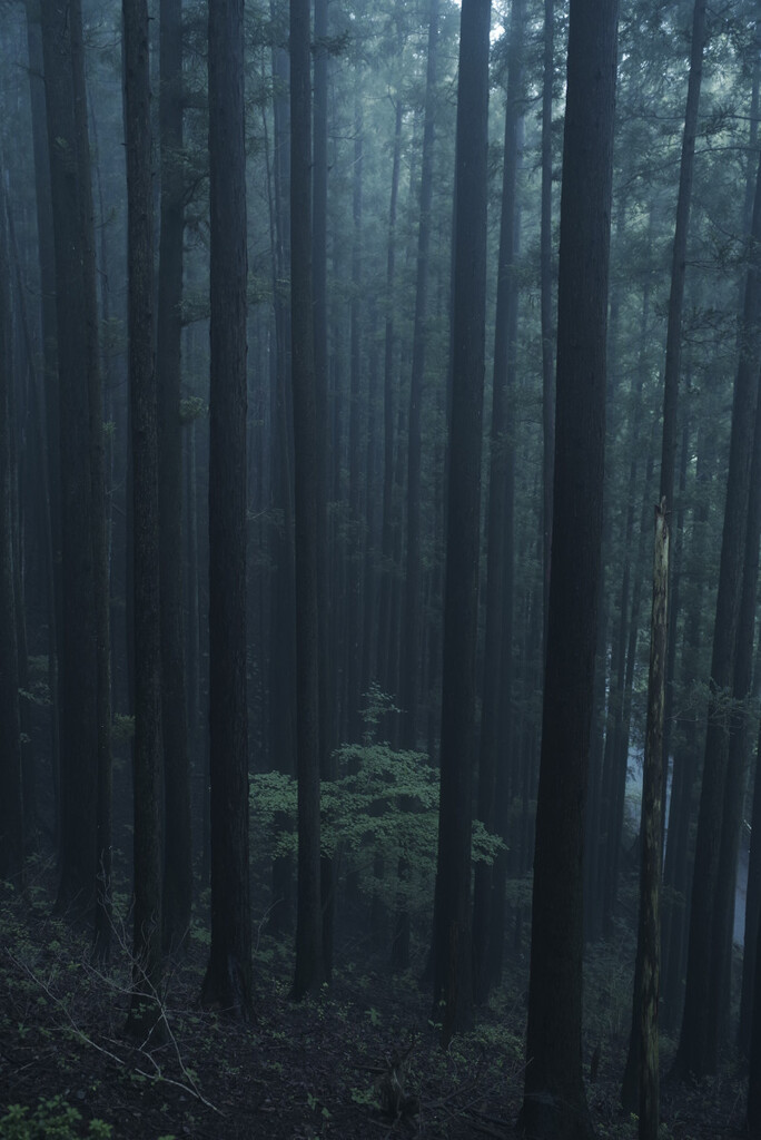 厳かな雰囲気の杉林　阿武孝雄