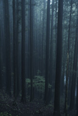 厳かな雰囲気の杉林　阿武孝雄