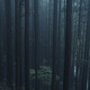 厳かな雰囲気の杉林　阿武孝雄