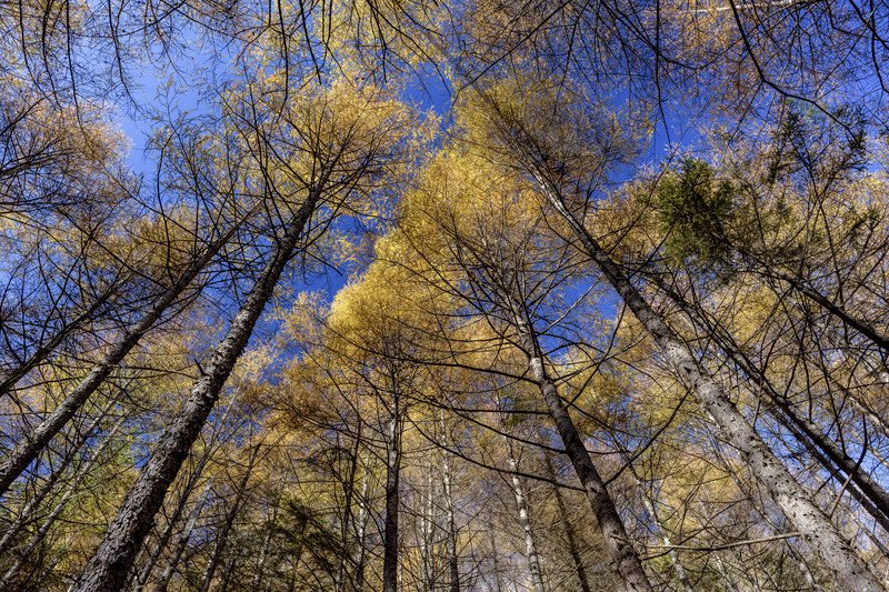 金色　阿武孝雄