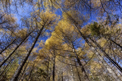 金色　阿武孝雄