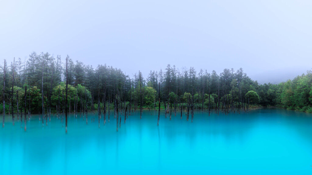 雨の青い池　全景