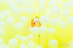 Clownfish in a Yellow Carpet