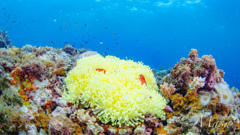 yellow carpet in the sea