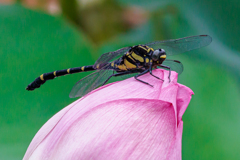Golden Ringed Dragonfly and Lotus