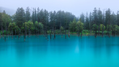 雨の青い池