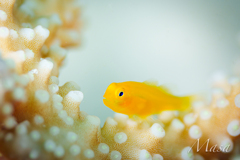 珊瑚の中の小さい黄色いハゼ